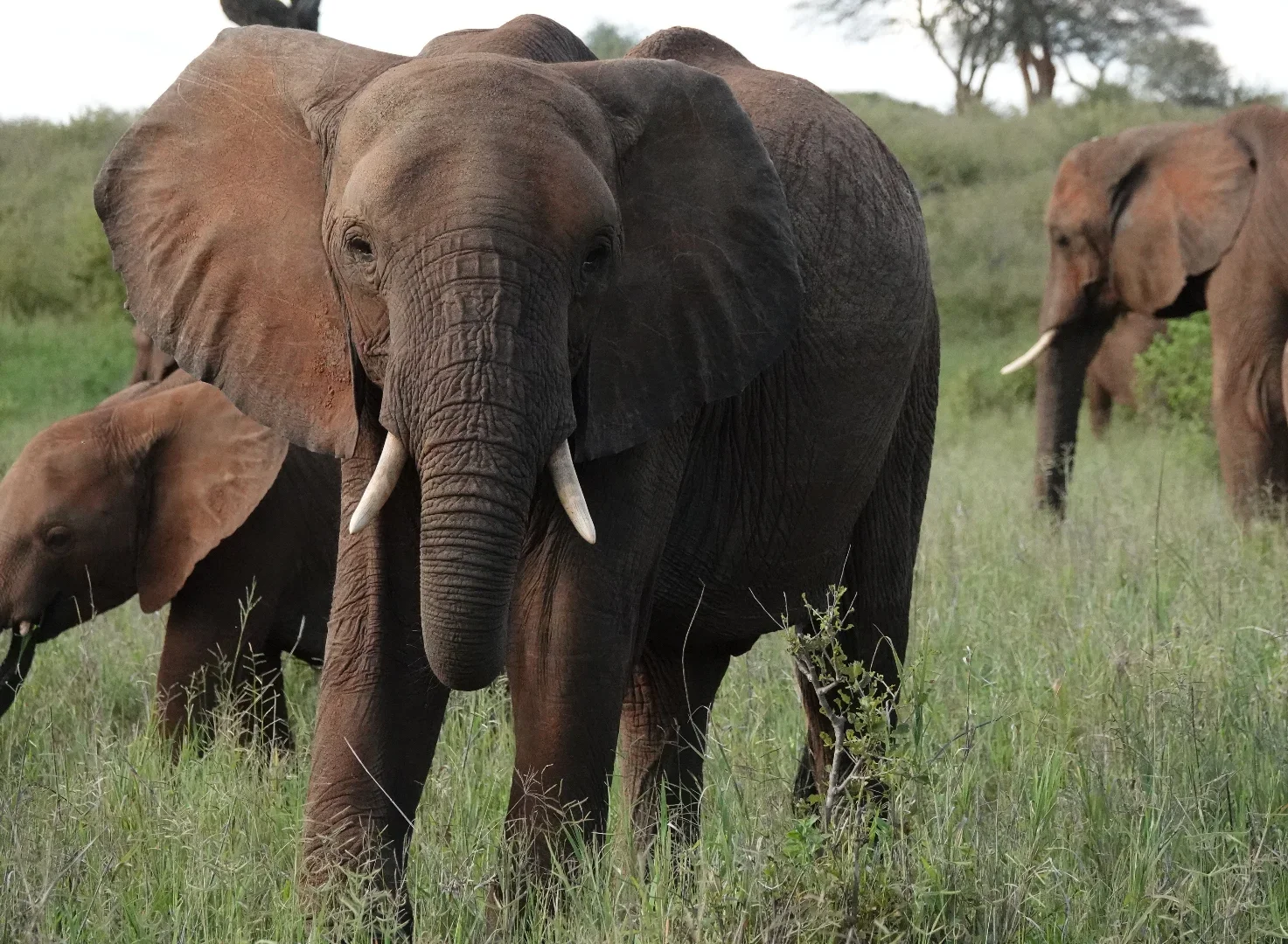 2-Day Honeymoon Safari Bliss: Tarangire & Ngorongoro Crater