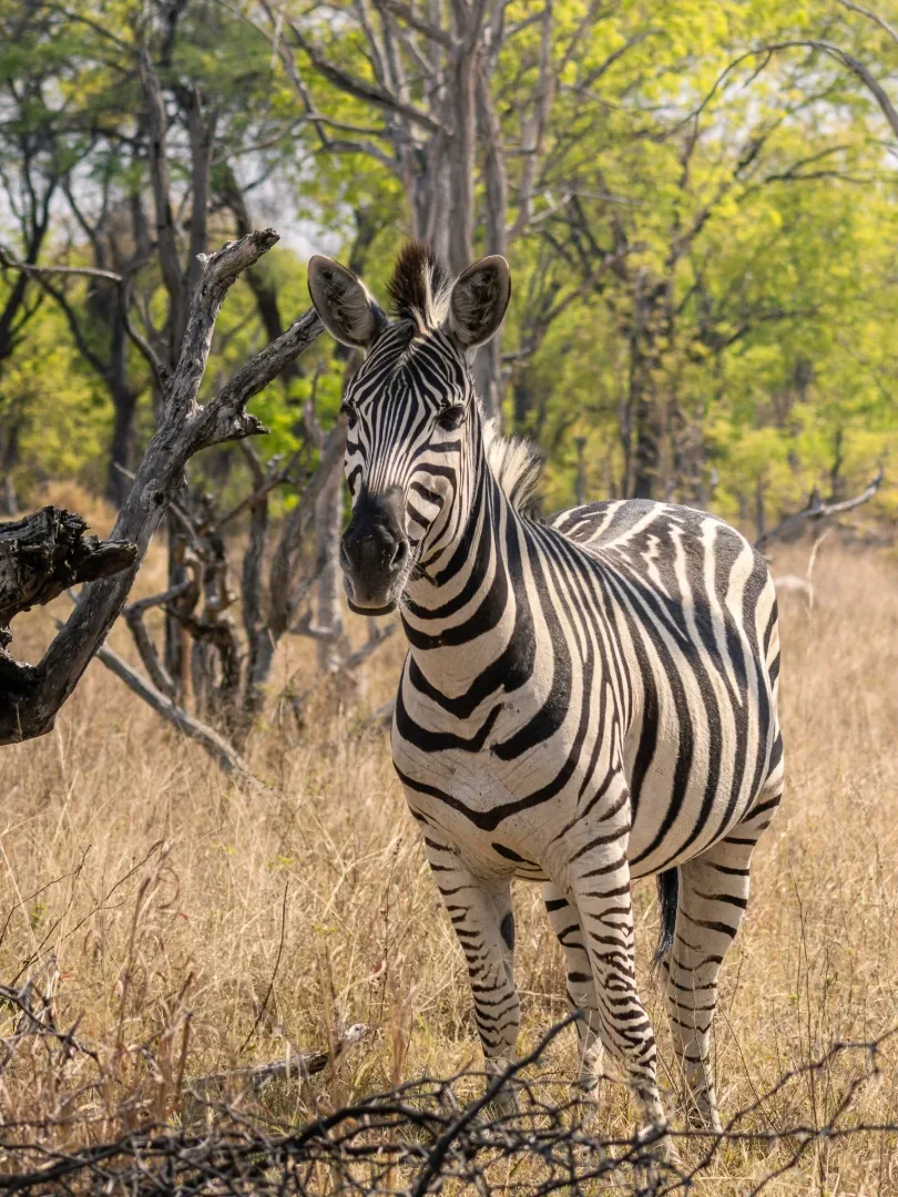 6-Day Luxury Kenya & Tanzania Wildlife Safari gallery item 15