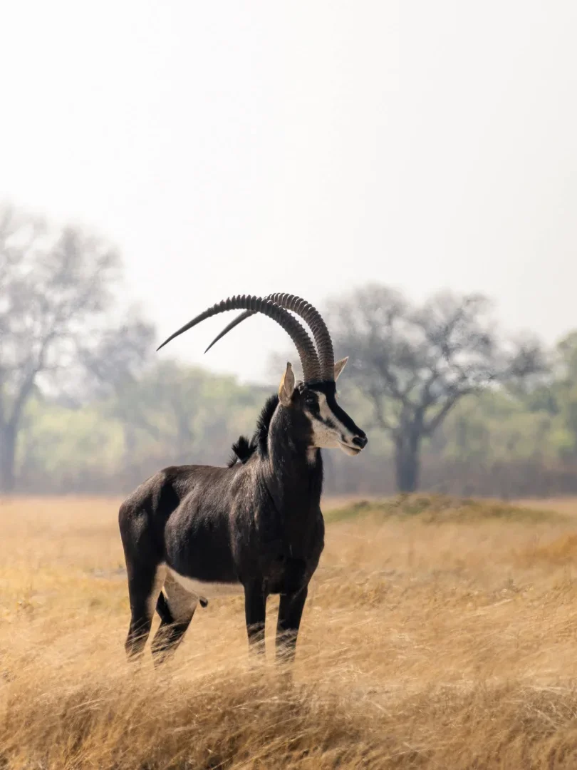 6-Day Luxury Kenya & Tanzania Wildlife Safari gallery item 16