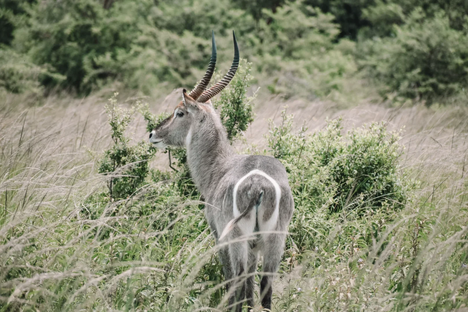 Maasai Mara