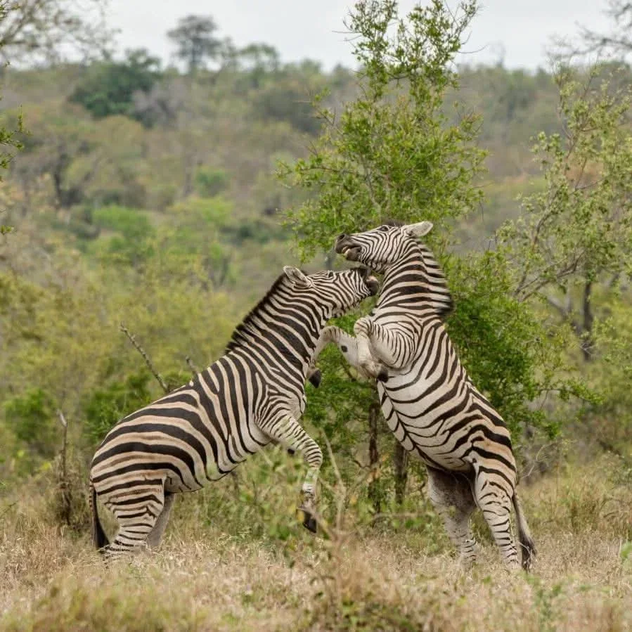 6-Day Luxury Kenya & Tanzania Wildlife Safari gallery item 18