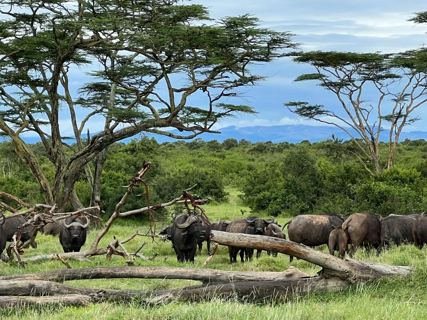 6-Day Luxury Kenya & Tanzania Wildlife Safari gallery item 9