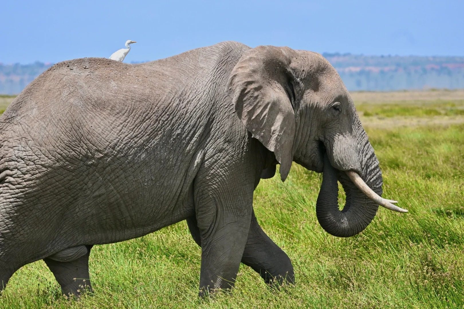 6-Day Amboseli NP, Lake Nakuru & Masai Mara Luxury Tour