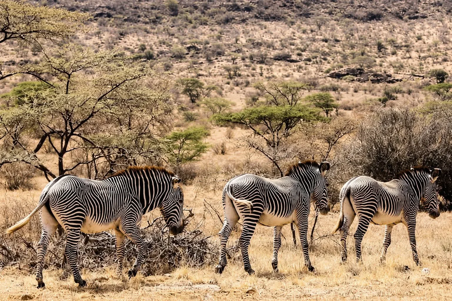 6-Day Luxury Kenya & Tanzania Wildlife Safari gallery item 4