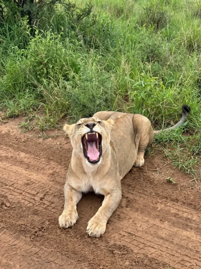 6-Day Luxury Kenya & Tanzania Wildlife Safari gallery item 17